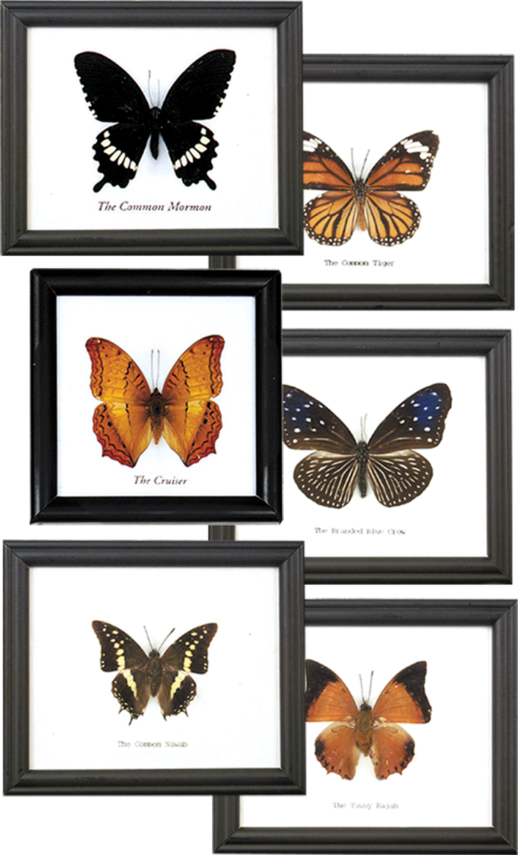 Specimens