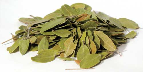 Herbs