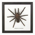 Single Large Spider Frame