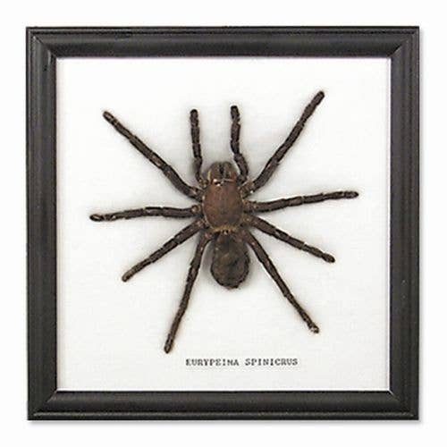 Single Large Spider Frame