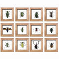 Bug Specimen in Frame Double Pane Glass