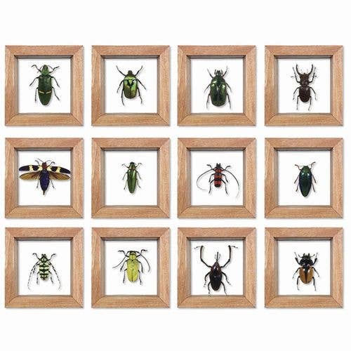 Bug Specimen in Frame Double Pane Glass