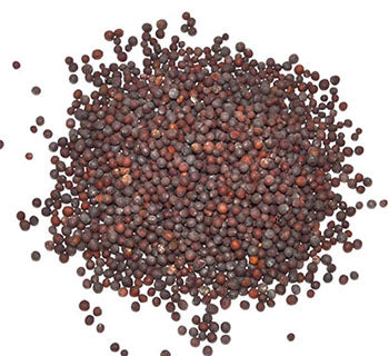Brown Mustard Seed .4oz