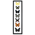 Butterfly Specimens Framed 7Pc