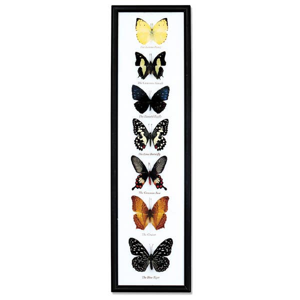 Butterfly Specimens Framed 7Pc