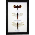 Dragonfly Specimens 3Pc Frame