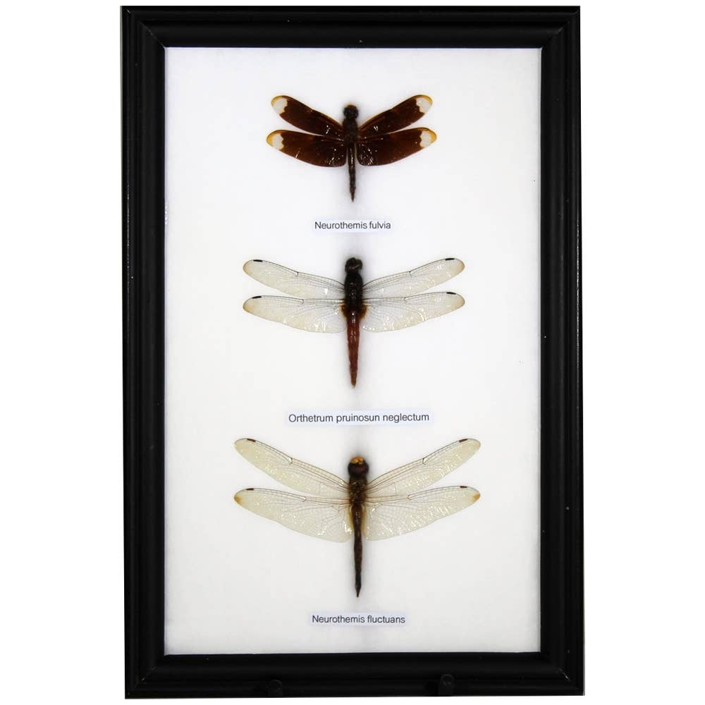 Dragonfly Specimens 3Pc Frame