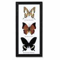 Butterfly Specimens Frame 3Pc