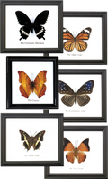 Single Butterfly Specimen Frame