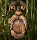 Tree Face by Tree Poetry